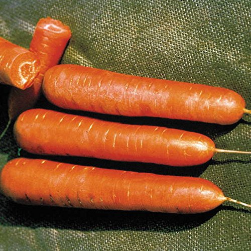 Carrot