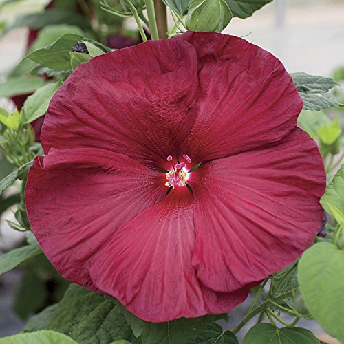 Hibiscus
